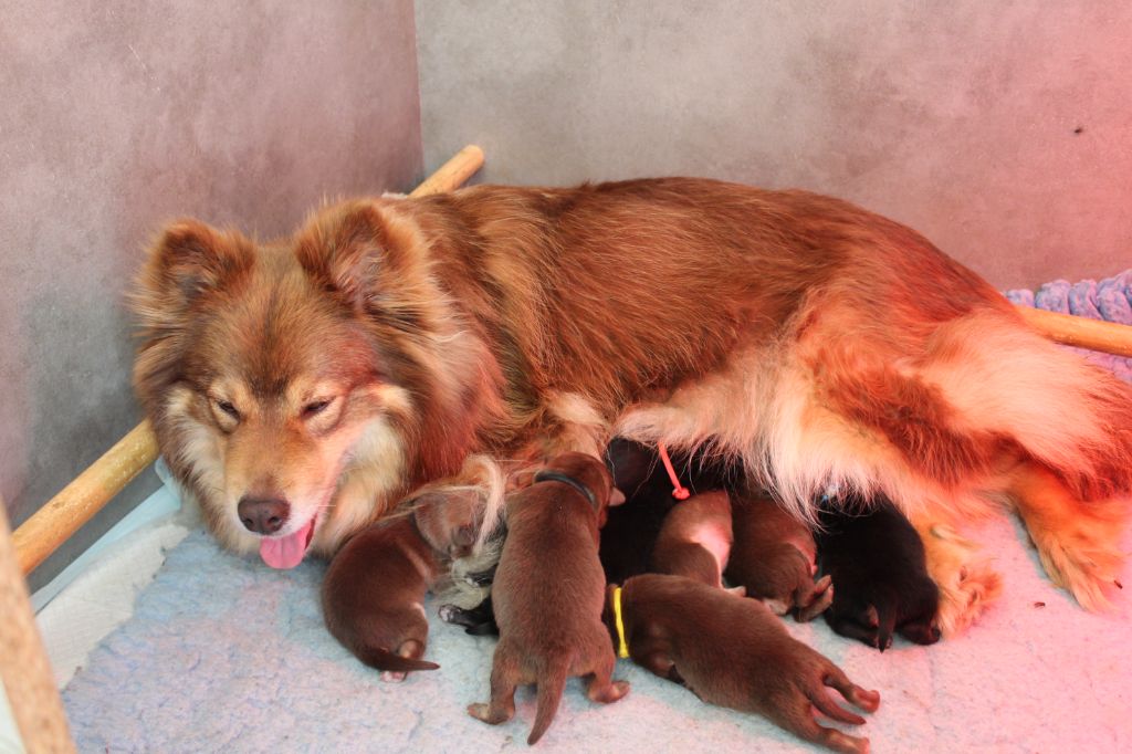 chiot Chien finnois de Laponie Tolosa Maakunta